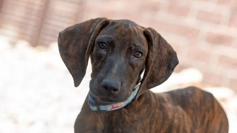 Hình ảnh về chó Plott Hound 8