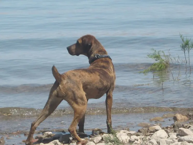 Hình ảnh về chó Plott Hound 9