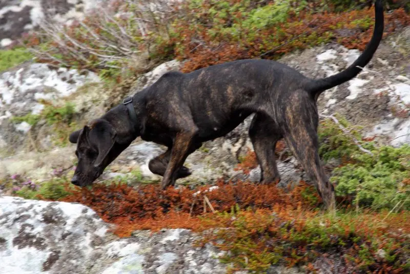 Hình ảnh về chó Plott Hound 11