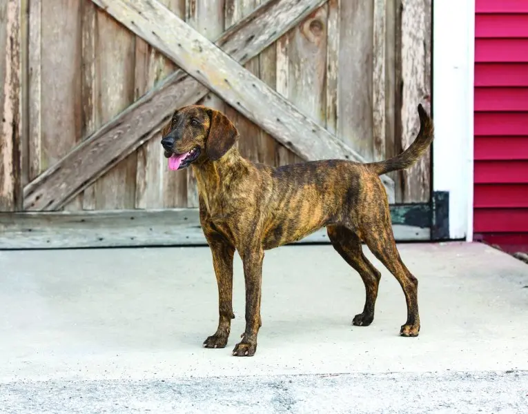 Hình ảnh về chó Plott Hound 12