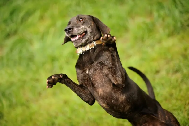 Hình ảnh về chó Plott Hound 13