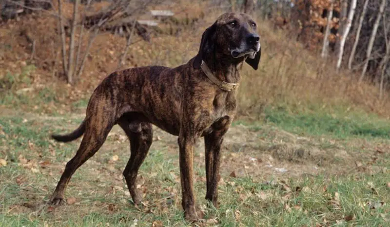 Hình ảnh về chó Plott Hound 14