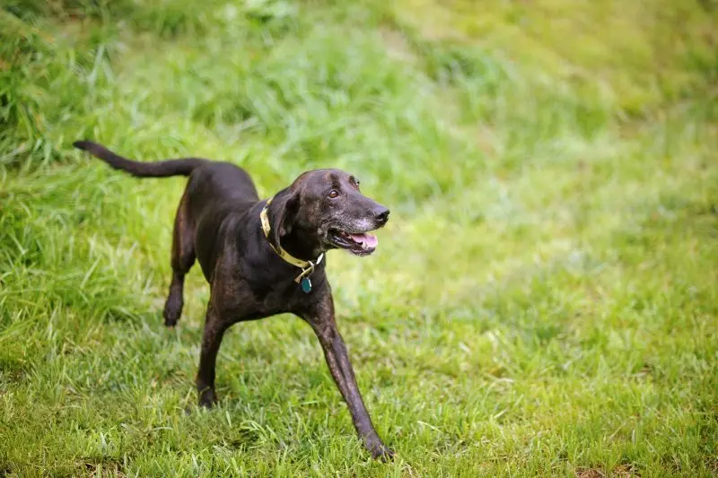 Hình ảnh về chó Plott Hound 16