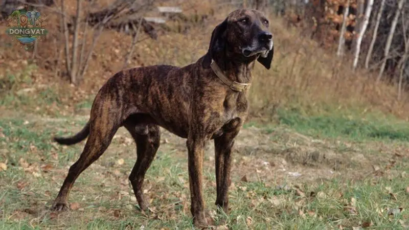 Chó Plott Hound có giá bao nhiêu? Đặc điểm và cách chăm sóc
