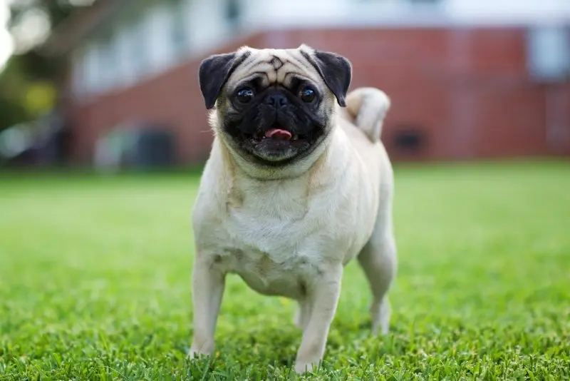 Đặc điểm của chó Pug 1