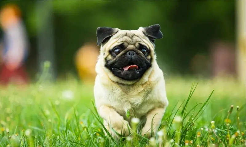 Đặc điểm của chó Pug 2