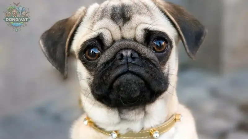 Nguồn gốc của chó Pug