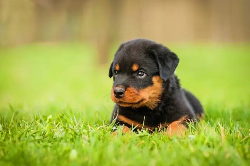 Chó Rottweiler có nguồn gốc từ đâu?