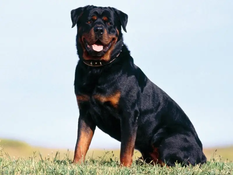 Đặc điểm của chó Rottweiler 1