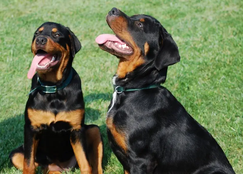 Đặc điểm của chó Rottweiler 2