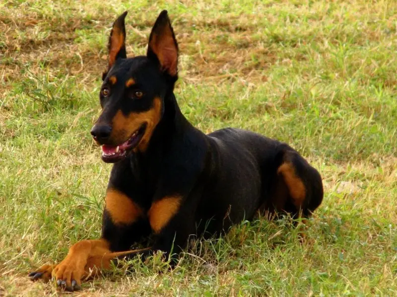 Chó Rottweiler lai Doberman