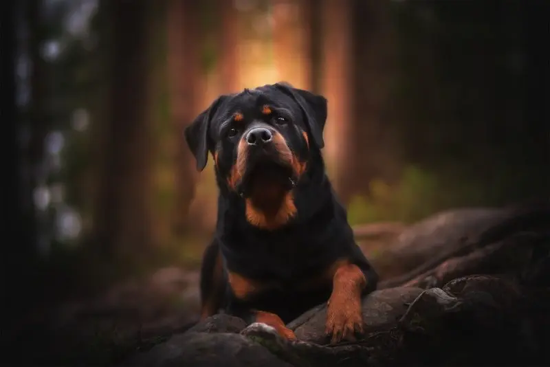 Cách chăm sóc chó Rottweiler 1