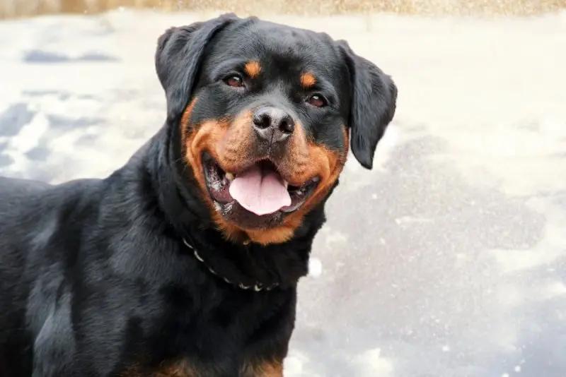 Cách chăm sóc chó Rottweiler 2