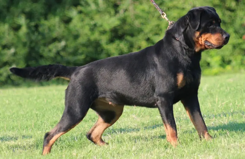 Cách chăm sóc chó Rottweiler 3