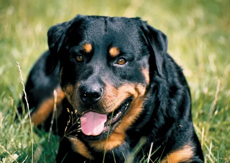 Cách chăm sóc chó Rottweiler 4