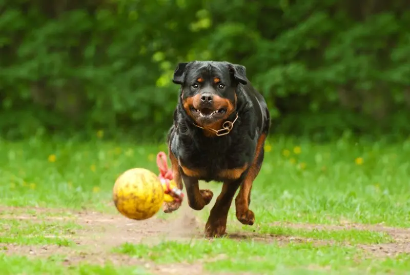 Các bệnh chó Rottweiler thường mắc phải 1