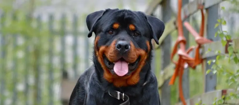 Các bệnh chó Rottweiler thường mắc phải 2