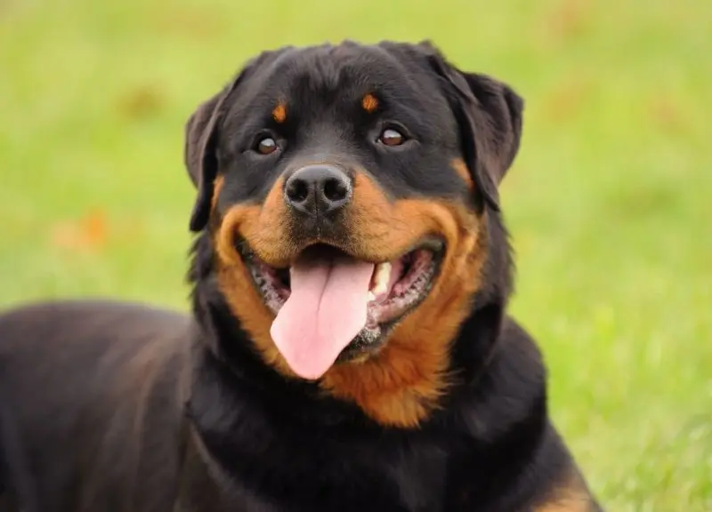 Giá bán chó Rottweiler 1