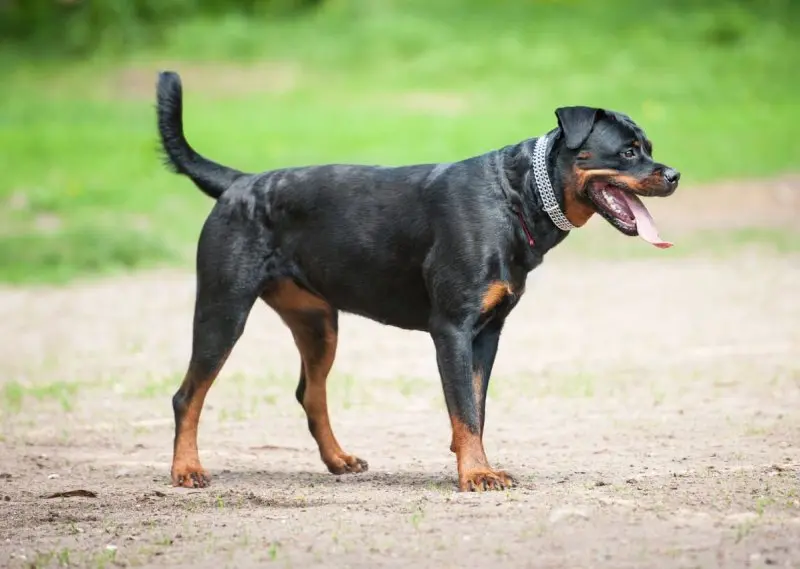 Giá bán chó Rottweiler 2