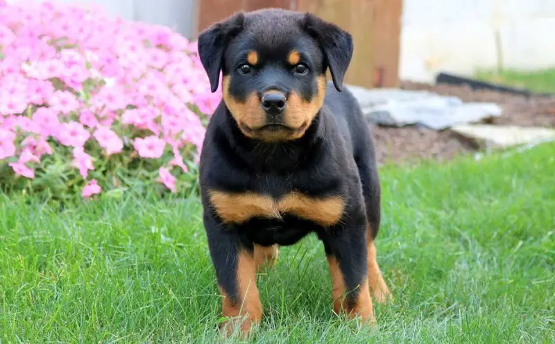 Phân loại chó Rottweiler