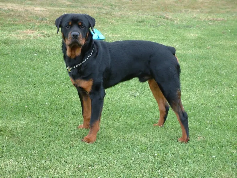 Giá bán chó Rottweiler 3