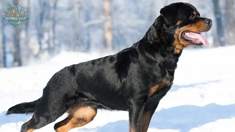 Chó Rottweiler giá bao nhiêu? Phân biệt các loại chó Rottweiler 