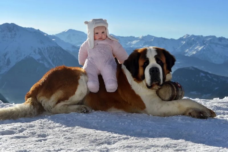 Đặc điểm của chó Saint Bernard 1