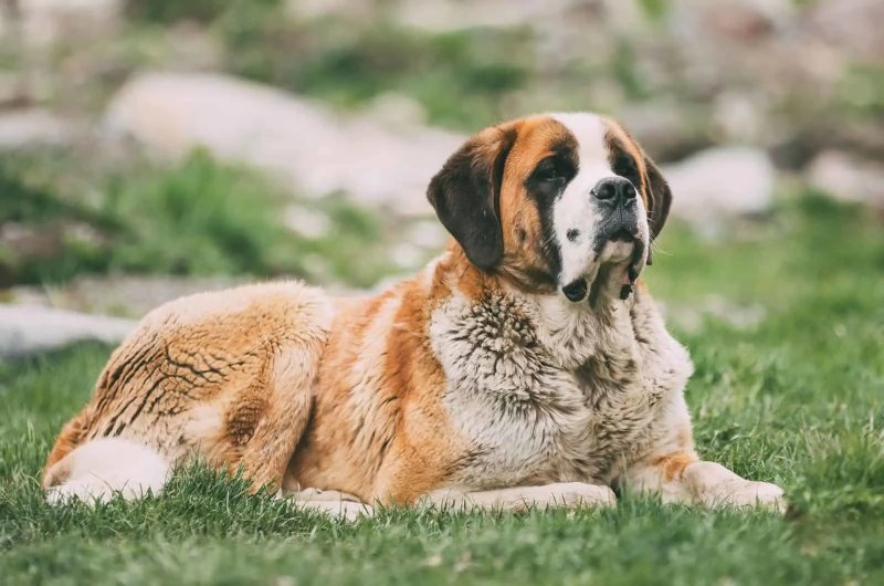 Cách chăm sóc chó Saint Bernard 2