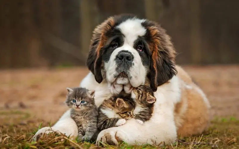 Sức khỏe của chó Saint Bernard