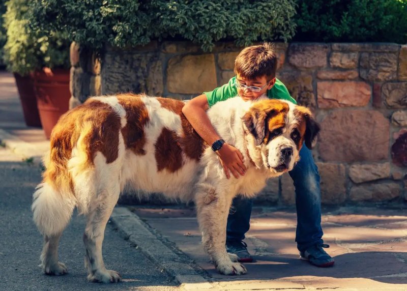 Huấn luyện chó Saint Bernard