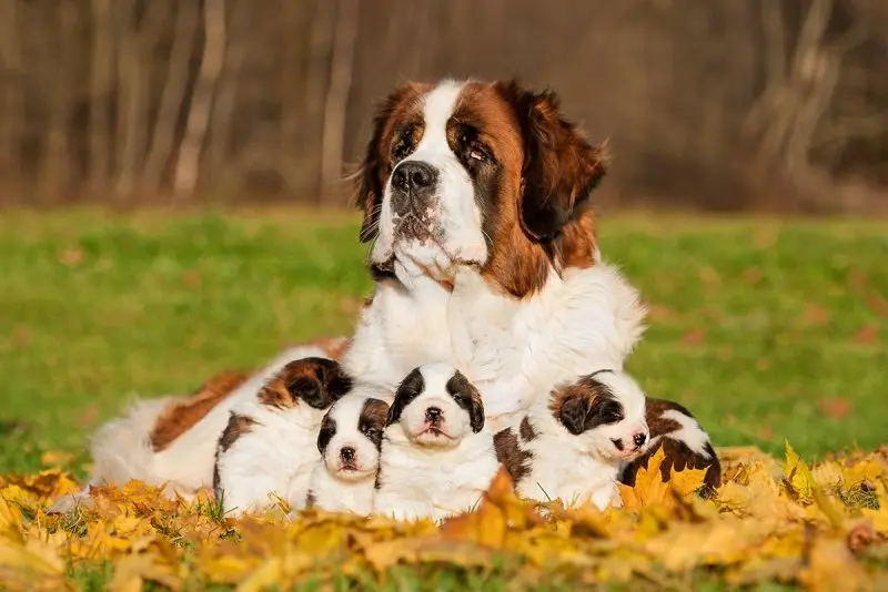 Chó Saint Bernard có giá bao nhiêu?