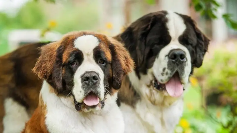 Hình ảnh chó Saint Bernard 1