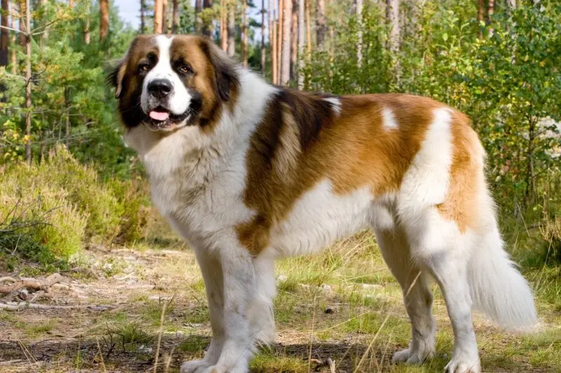 Hình ảnh chó Saint Bernard 2