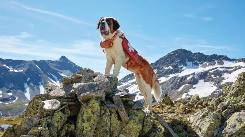 Hình ảnh chó Saint Bernard 3