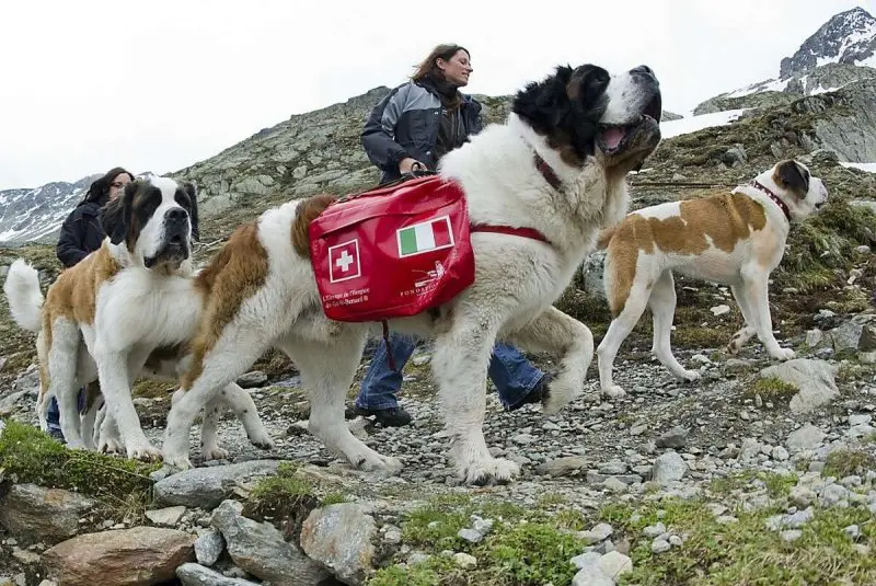 Hình ảnh chó Saint Bernard 4