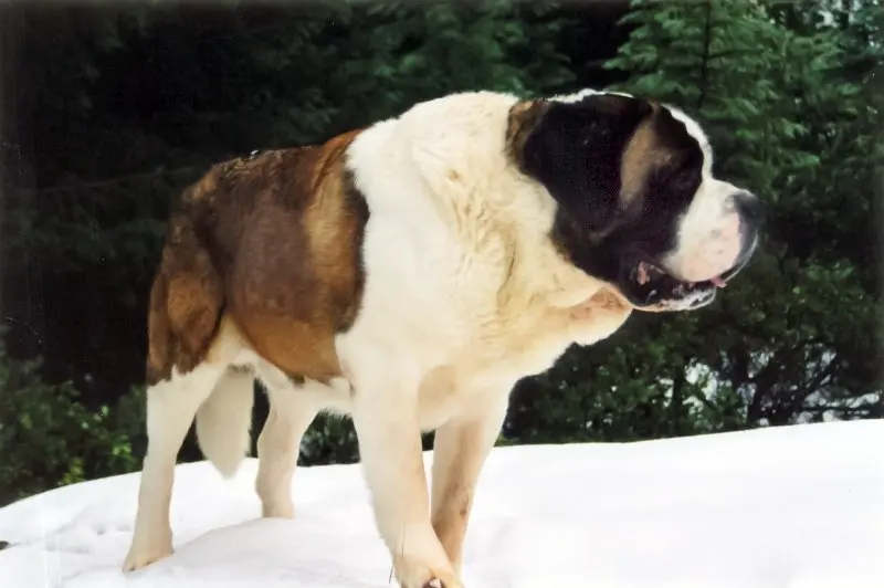 Hình ảnh chó Saint Bernard 5