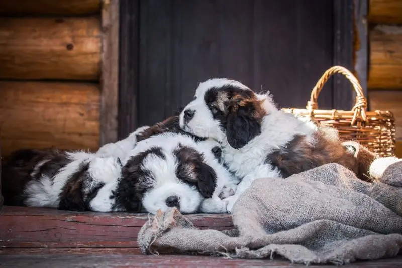 Hình ảnh chó Saint Bernard 6