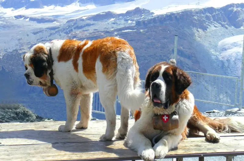 Hình ảnh chó Saint Bernard 7