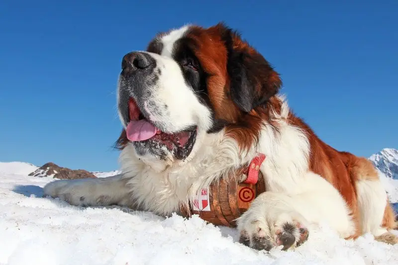 Hình ảnh chó Saint Bernard 8