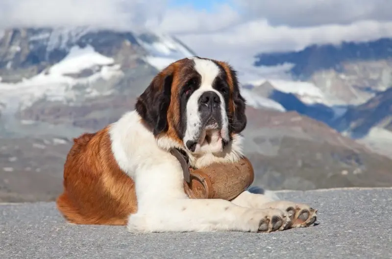 Hình ảnh chó Saint Bernard 9