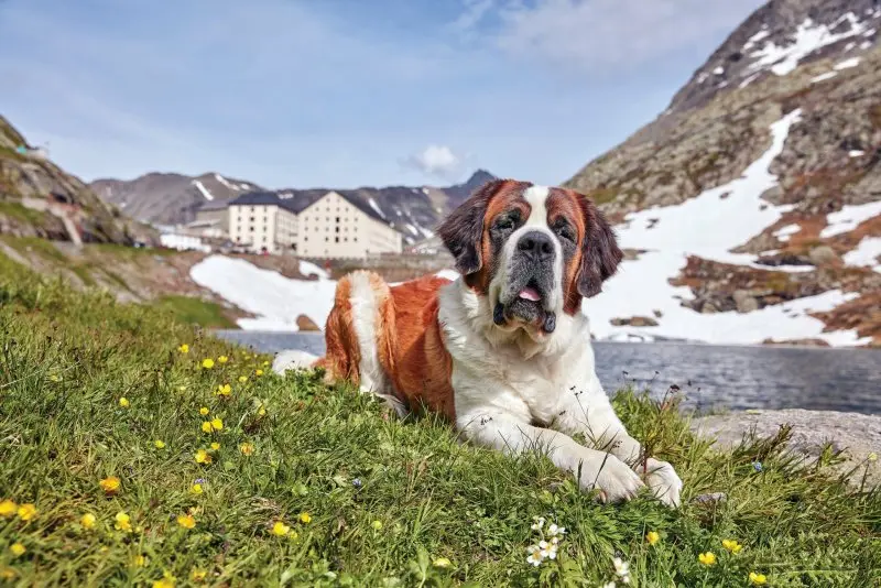 Hình ảnh chó Saint Bernard 10