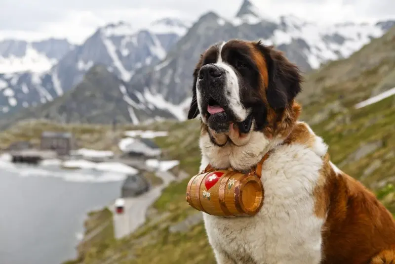 Hình ảnh chó Saint Bernard 11