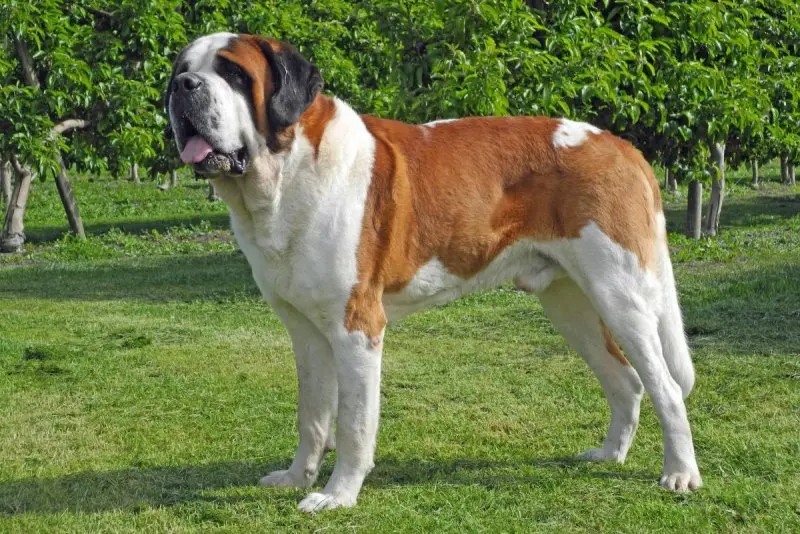 Hình ảnh chó Saint Bernard 13