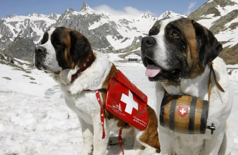 Hình ảnh chó Saint Bernard 14