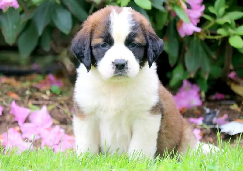 Hình ảnh chó Saint Bernard 15