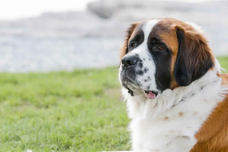 Hình ảnh chó Saint Bernard 16