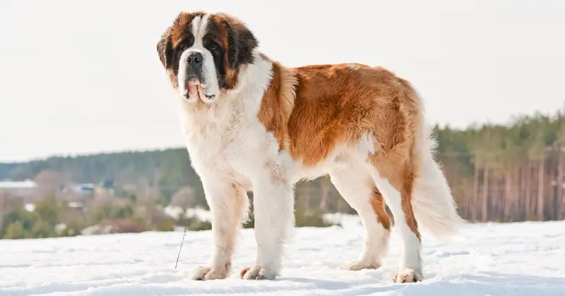 Hình ảnh chó Saint Bernard 17