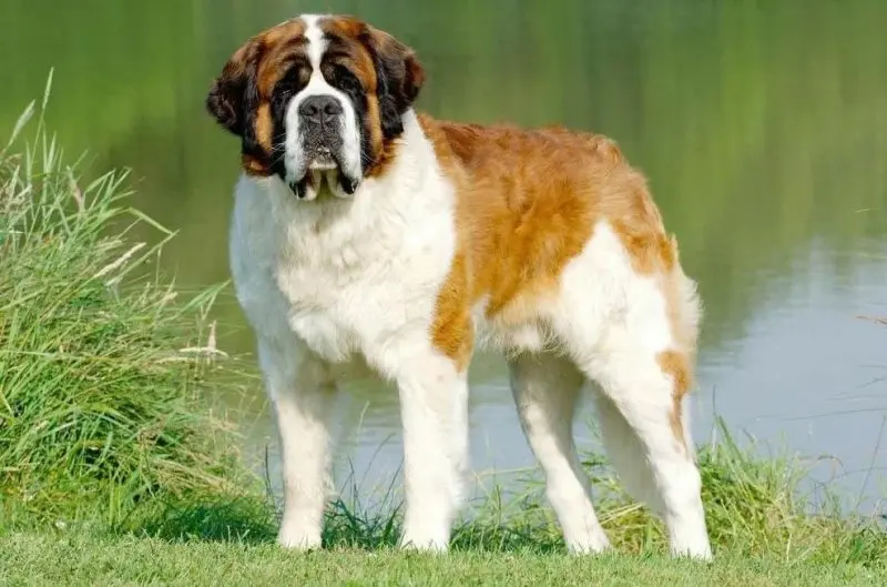 Hình ảnh chó Saint Bernard 18