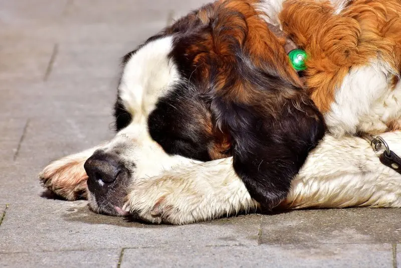 Hình ảnh chó Saint Bernard 19