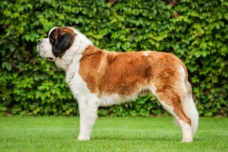 Hình ảnh chó Saint Bernard 20